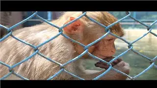 BiBi Monkeys cutt her nell by teeth like babies || BiBi monkey plays friendly with Mom & Dad