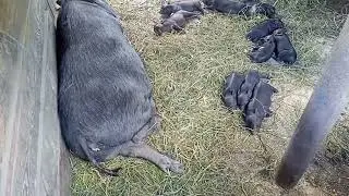 Пополнение в нашем хозяйстве. Сделали навес. Дожди на Кубани.