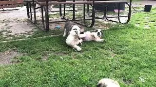 ДРАКА АЛАБАЕВ || Поединок Щенков Алабая