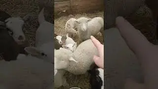 дорсет