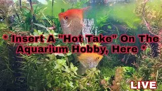Lets Hear Your "Hot Takes" on the Aquarium Hobby. LIVE CHAT.