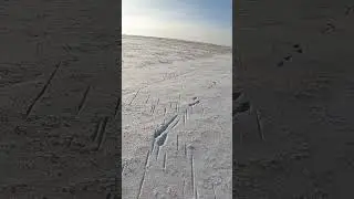 What kind of shot should I use to shoot hares? 
