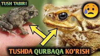 TUSHDA QURBAQA KO`RISH XOSIYATSIZ BO`LARKAN | ТУШДА КУРБАКА КУРИШ ХОСИЯТСИЗ БУЛАРДАН туш табири