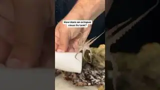 Can you guess what I fed uno at the end? #petoctopus #unotheocto #octopus #thereefdoc