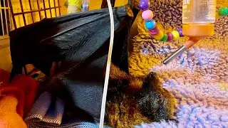 Bat with paralysis in care:  this is Toomey with Mandi