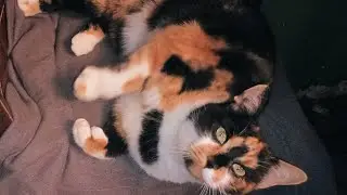 Cat Brain 😺 🧠