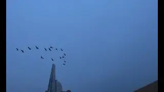 Охота на гуся на кукурузном поле. Последние гуси, постарался выжать максимум. Field goose hunting.