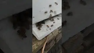 Бакфаст (buckfast) с облетника leyhörn (Германия)
