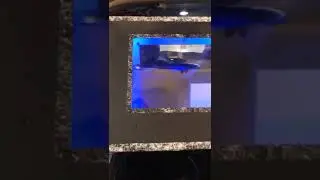 Swat exe12 v2 d2