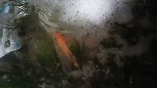 Гурами Золотой. Самец строит гнездо.