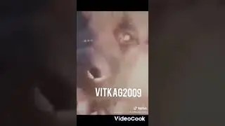 Немецкая овчарка 🐾😘кадры взела из тик тока❤🤔