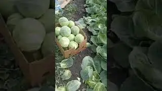 капуста пандион ф1