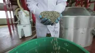 Наше производство Gorilla's coffee