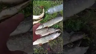 вот такой улов #рыбалканаспиннинг#щука#окунь
