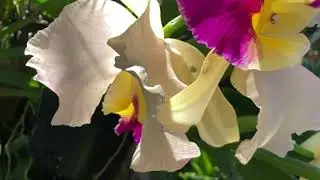 Unique Cattleya in Bloom. Уникальная Каттлея Цветет.Мокрая Зима для Нобиле