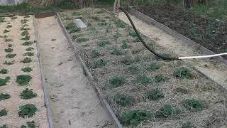 Mulching strawberries, 3 types of mulch, experiment