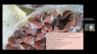 General aspects on growing the Woodear mushroom