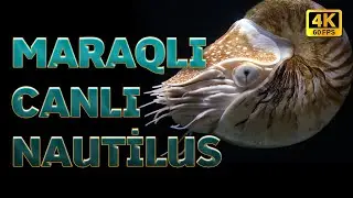 Maraqlı Xüsusiyyətlərə Sahib Canlı Nautilus I 4K