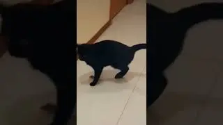 komik videolar