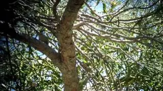 Corsican Nuthatch (Sitta whiteheadi) is foraging on branches