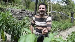 Erzincan/Kemaliye'de Kapya Biber Yetiştirildi
