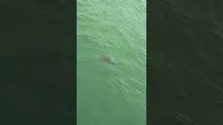 When the shark sees the leader..wait for it #shark #fishing #destin