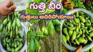 గుత్తులు గుత్తులుగా కాసిన గుత్తి బీర | How to grow Gutthi beera at home |Gutthi beera growing tips