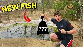 Putting 20+ New Fish In My Backyard Pond!