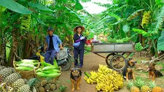 Harvest, Cook, And Sell: Making Money With Bananas, Waxy Corn, And Pineapple Farming