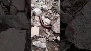 Como Se Llama Este Animalito?