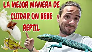 Como CUIDAR a un REPTIL o ANFIBIO recien nacido?