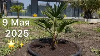 Пальмы в Краснодаре  🌴 🎉 9 Мая 2025