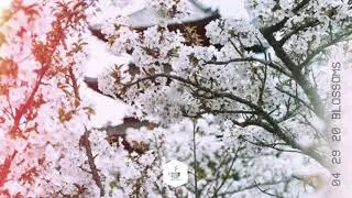 Native Species - Blossoms