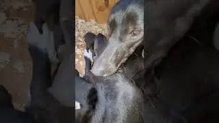 Freyja's Puppies are One Week Old
