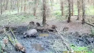 Fotopułapka - Dziki babrzysko.
