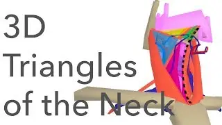Anterior Triangle of the Neck
