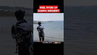 Suara reel ryobi ditarik ikan besar !!