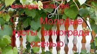 Однолетние черенки винограда осенью