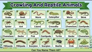 Crawling and Reptile Animals for Kids | Learn Crawling and Reptile Animal Names with pictures