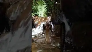 Penampakan Ular Besar King Kobra 