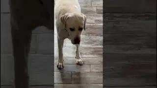 Пёс Генри. Слюнявый слонёнок