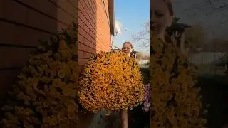 #хризантемамультифлора