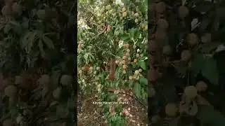 Köyde Hayat Var (Part4) meyveler yıkılıyor