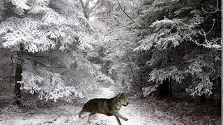 волки бегут