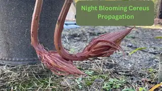 PROPAGATING NIGHT BLOOMING CEREUS - Quick and Easy Tips        #propagation