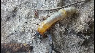 Wild Nature in Watamu Kenya