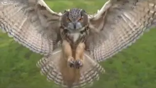 Классная подборка. Cool compilation