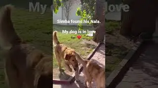 Simba found his love #simba #husbandwife #goldenretriever #mydogisinlove #heerranjha #viralshorts
