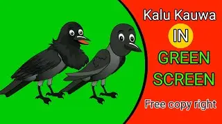 Talking Kauwa in green screen/Crow in green screen