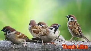Tiếng chim sẻ dùng để bẫy keo